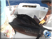 Marlin fishing cabos, Ursulas Fishing Fleets, Ursulas Fishing, Marlin fishing Cabo San Lucas, fishing chartes cabo